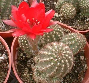 Chamaelobivia